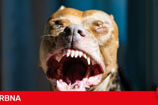 Krvavý incident v tramvaji. Ridičku pokousal pes bez náhubku, jeho majitel utekl
